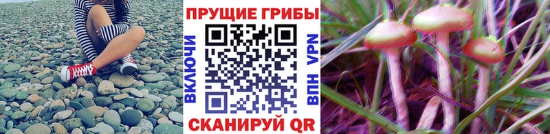 Псилоцибиновые грибы Magic Shrooms  наркота  Владимир 